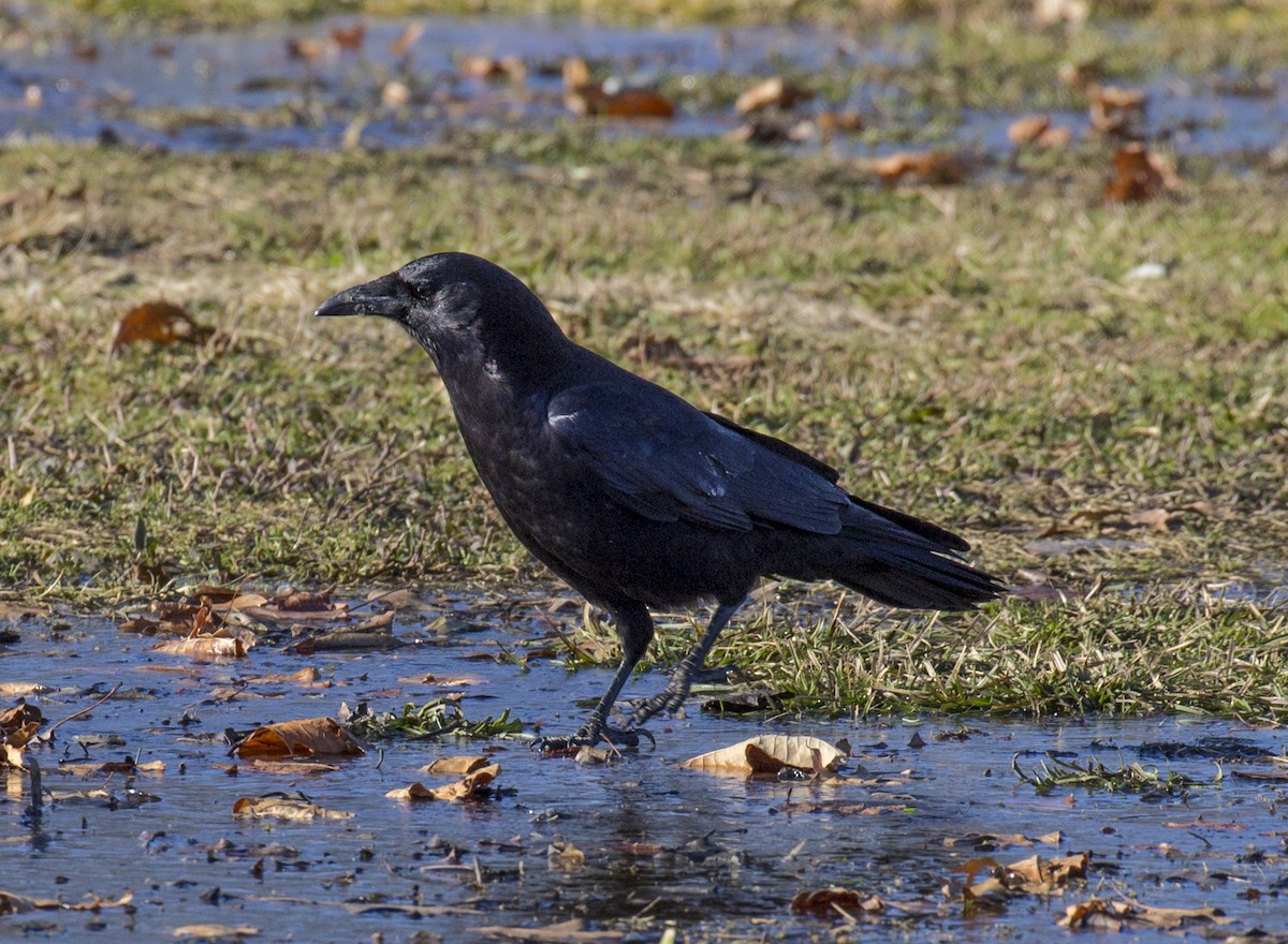 American Crow - ML291482161