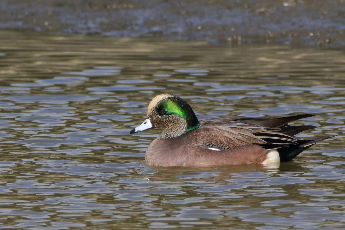 American Wigeon - ML291482851