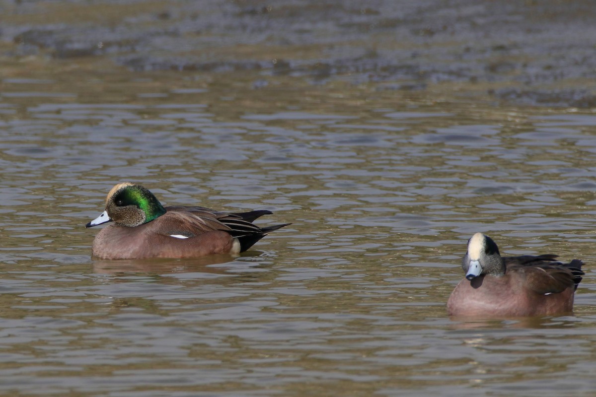 American Wigeon - ML291482871