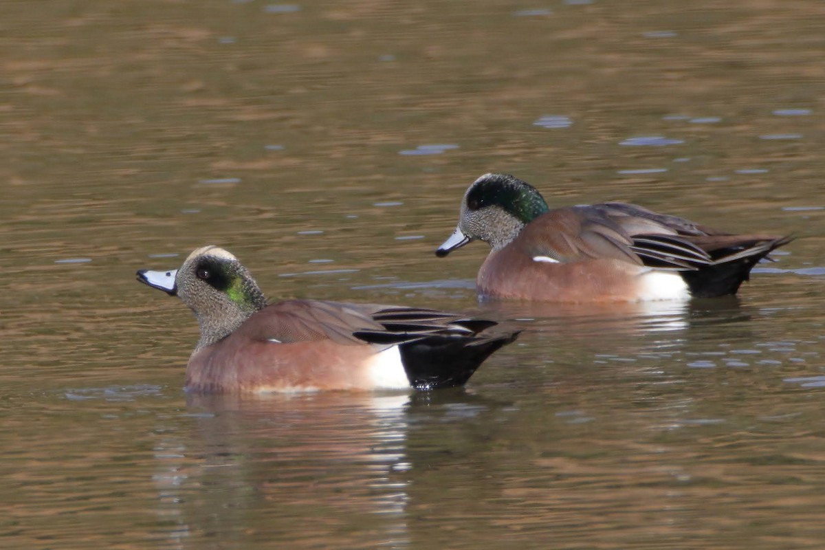 American Wigeon - ML291483171