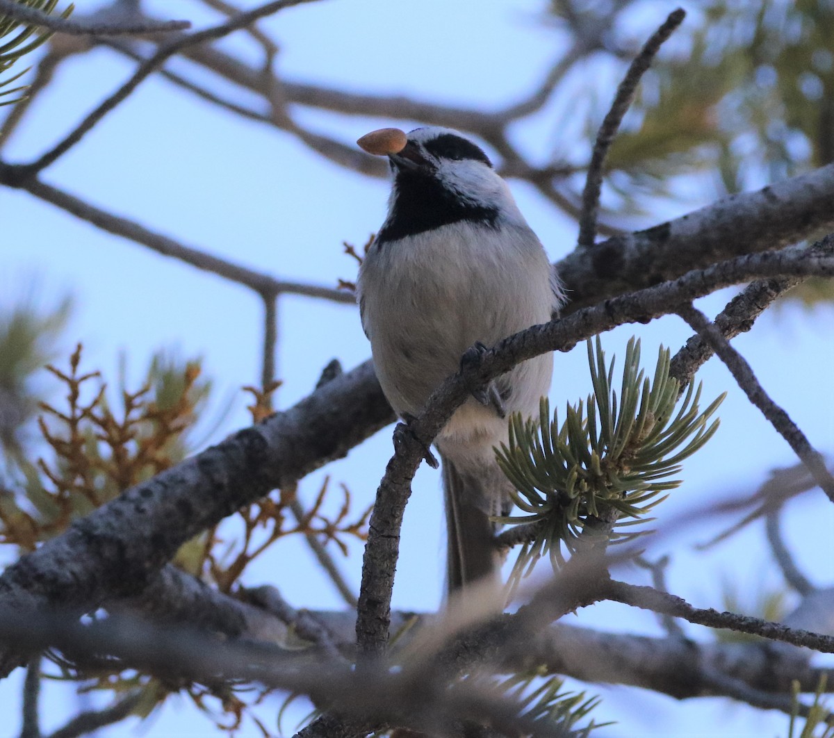 Mountain Chickadee - ML291483891