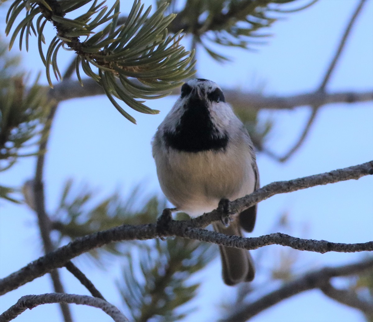 Mountain Chickadee - ML291483931