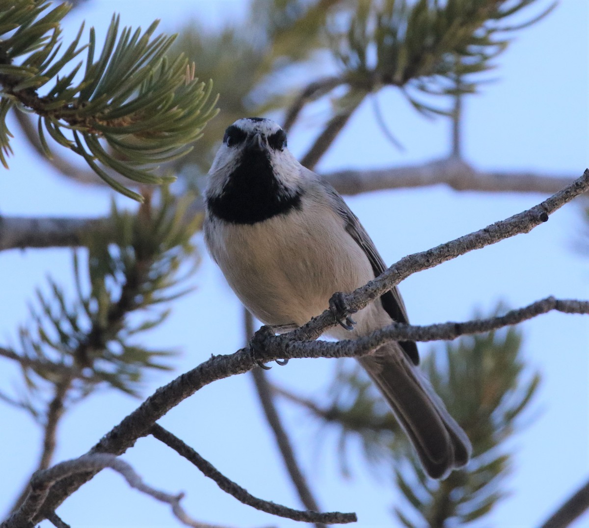 Mountain Chickadee - ML291483951