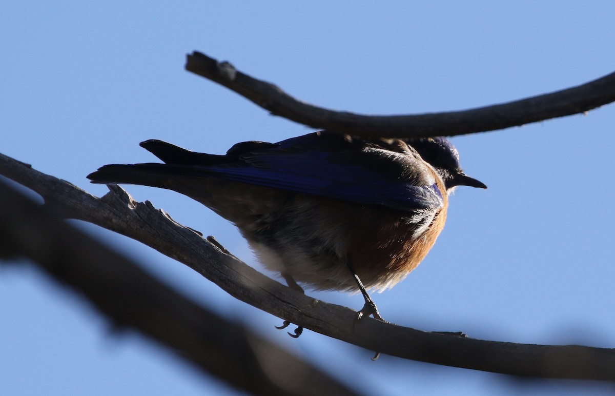 Western Bluebird - ML291484211