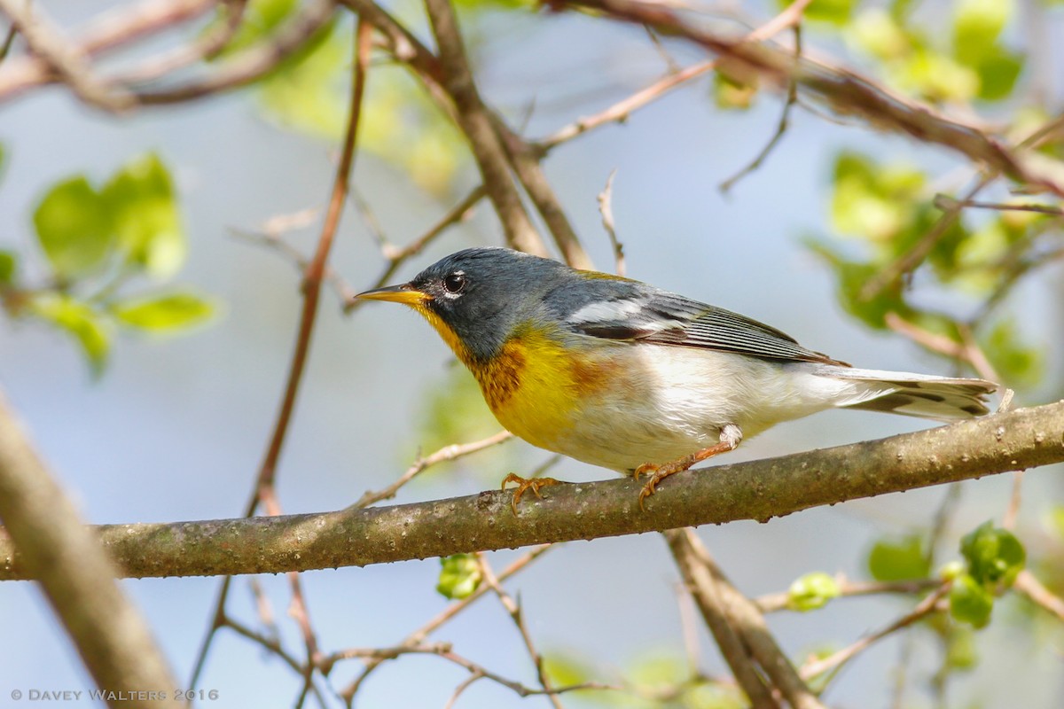 Northern Parula - ML29148601