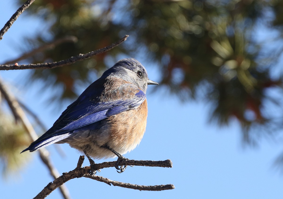 Western Bluebird - ML291486081