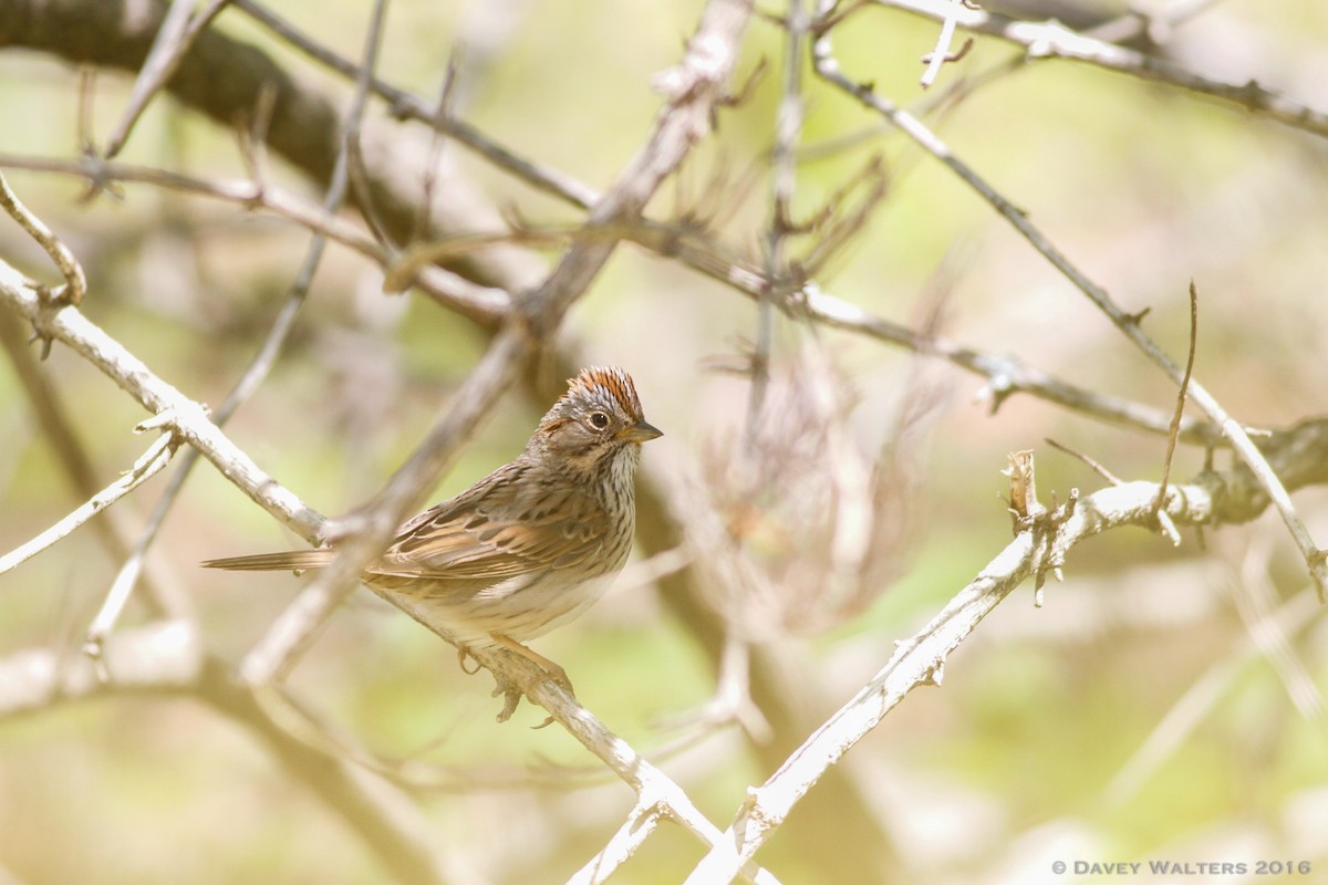 Lincoln's Sparrow - ML29148611