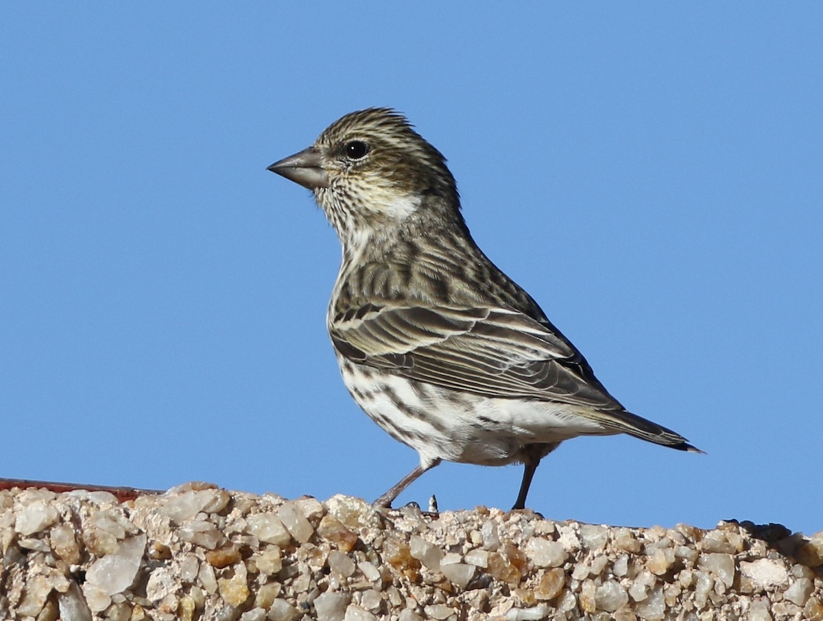 Cassin's Finch - Mike "mlovest" Miller