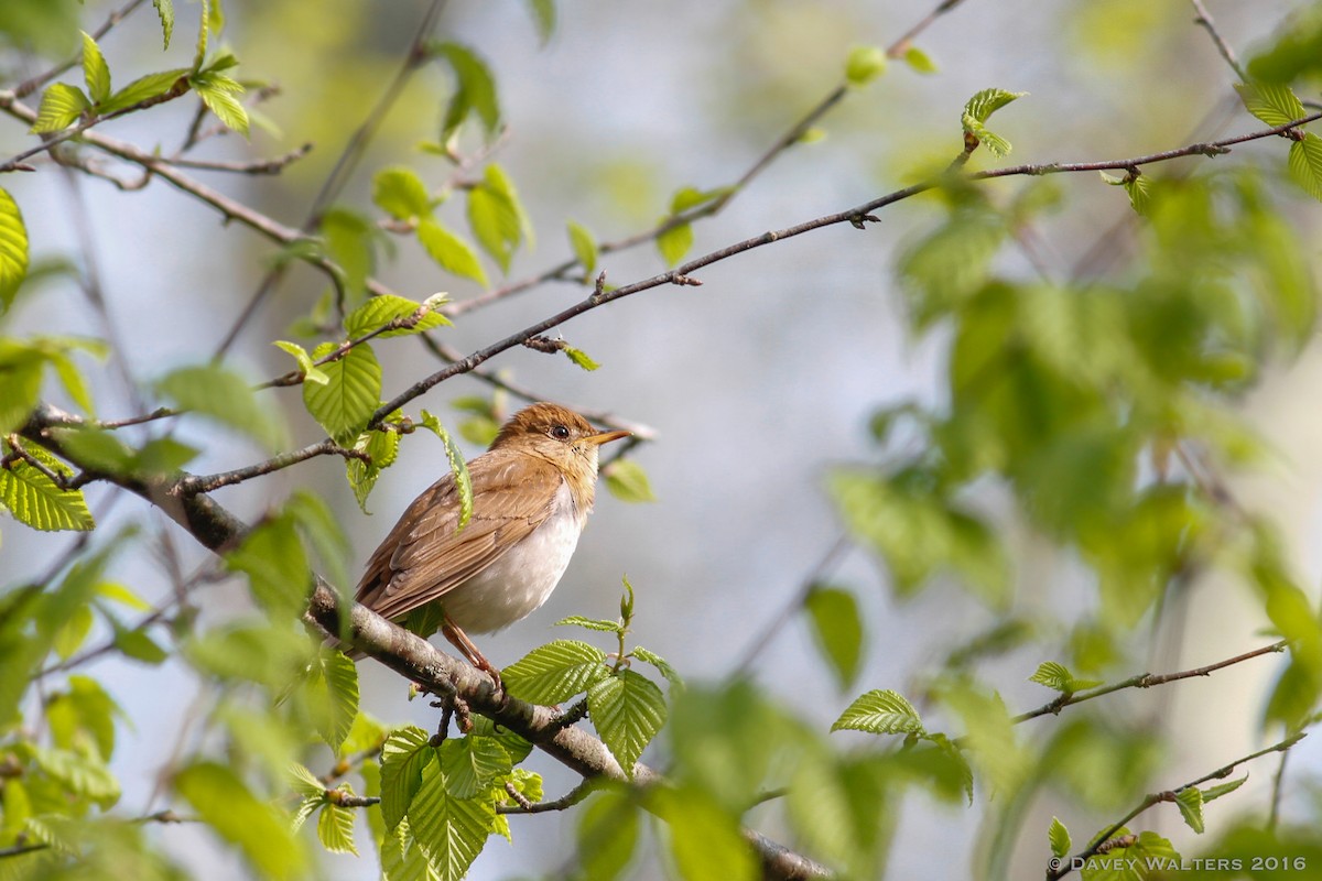 Veery - ML29148631