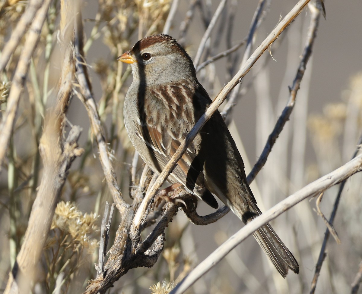 White-crowned Sparrow - ML291486501