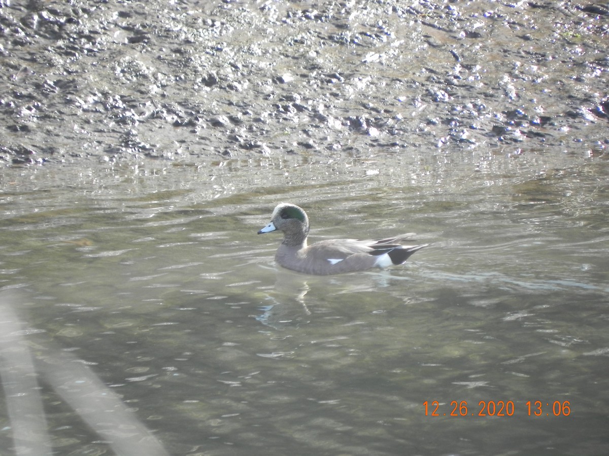 American Wigeon - ML291486601