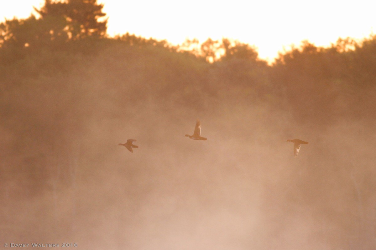 Wood Duck - ML29148671