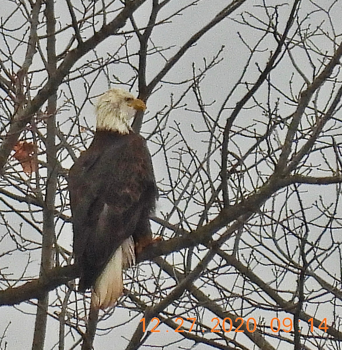 Bald Eagle - ML291486841