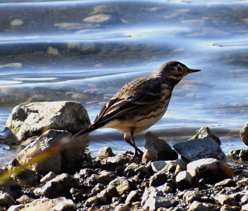 American Pipit - ML291486871