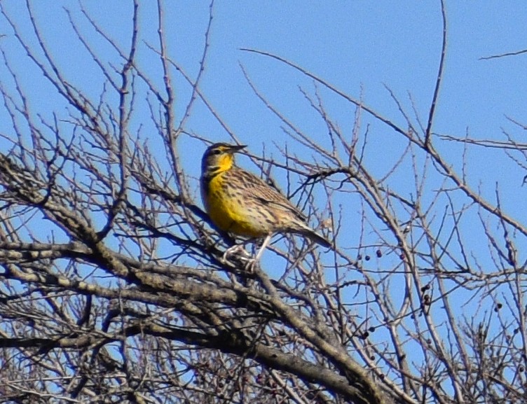 Western/Eastern Meadowlark - ML291486921