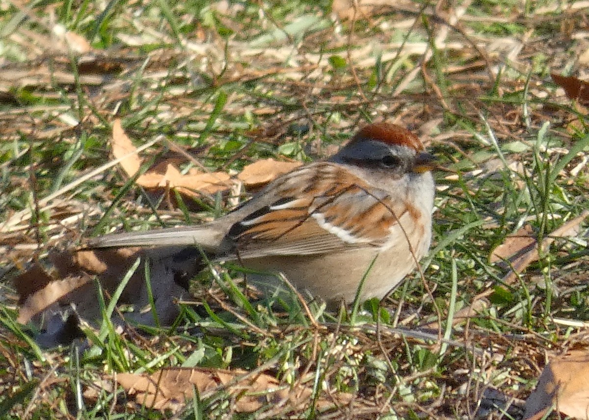 American Tree Sparrow - ML291489271