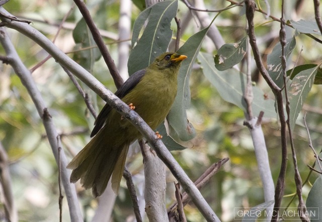 Bell Miner - Anonymous