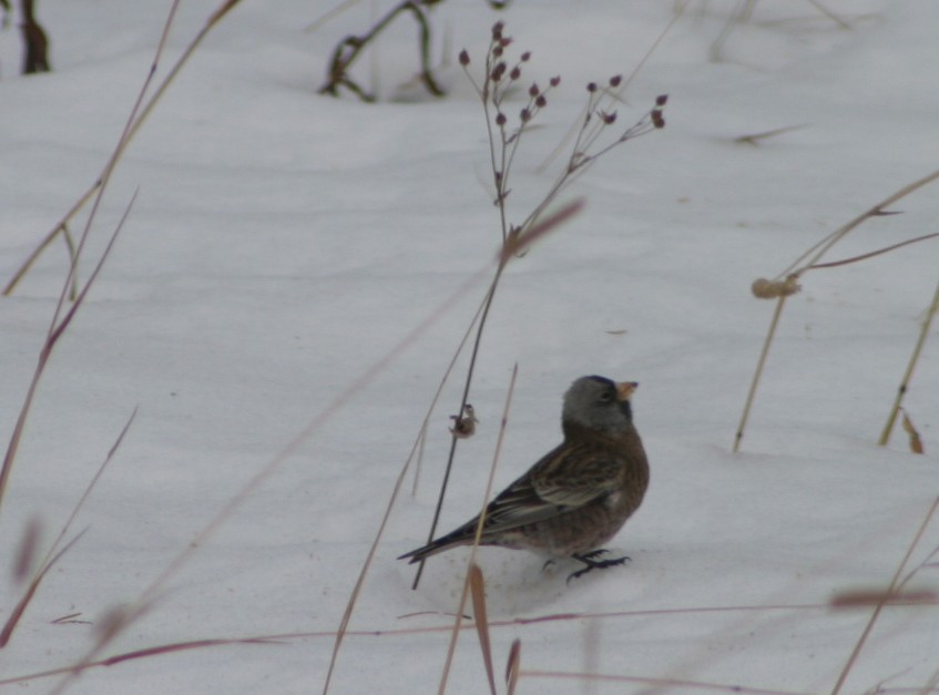 Gray-crowned Rosy-Finch (Hepburn's) - Wlad Franco-Valias