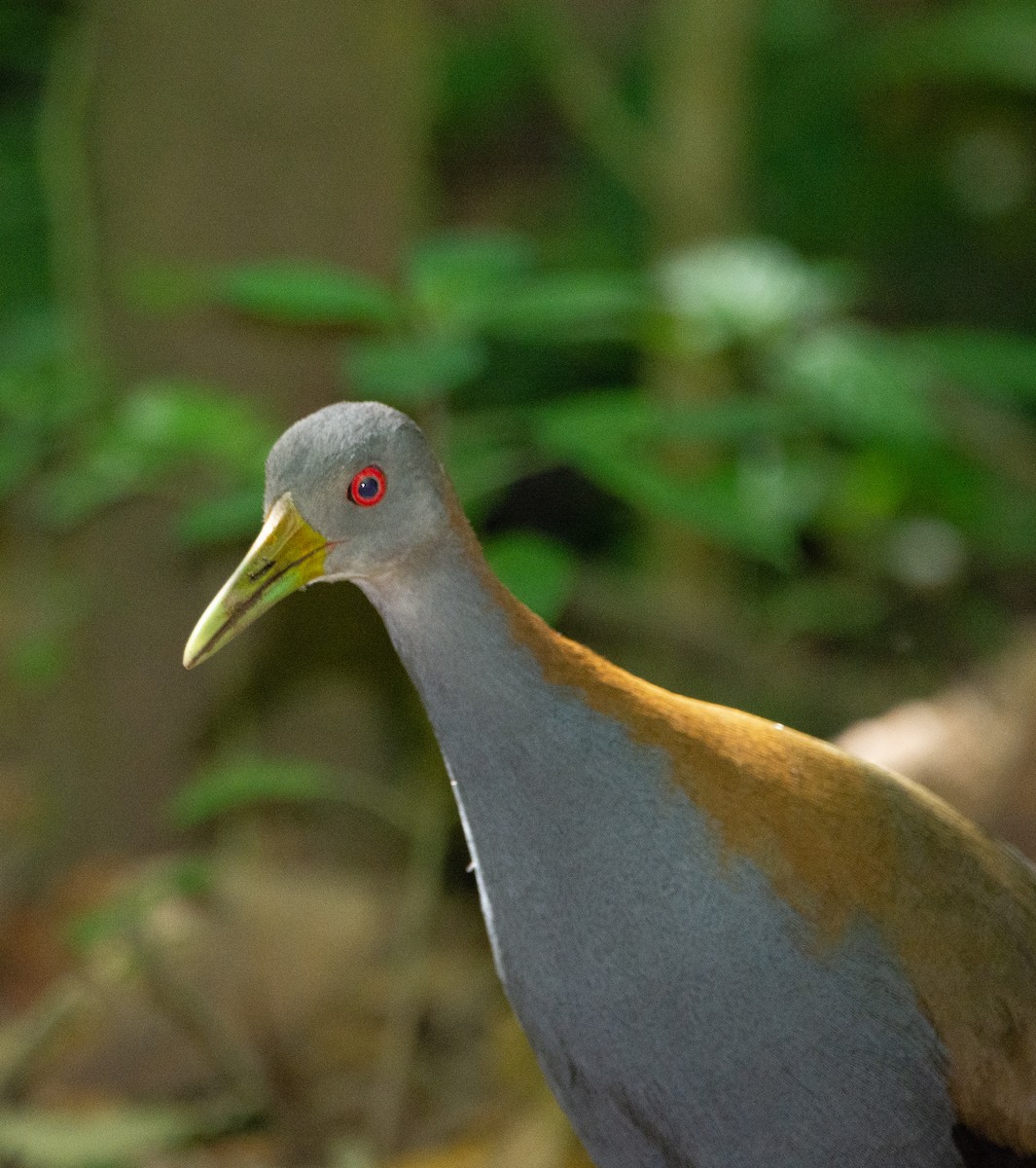 Slaty-breasted Wood-Rail - ML291490391