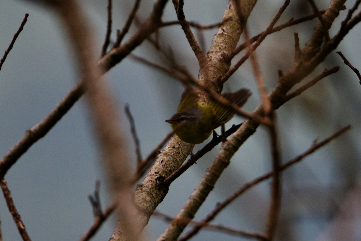 Gray-hooded Warbler - ML291490671