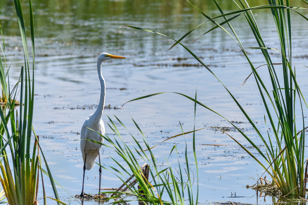 Great Egret - ML291492981