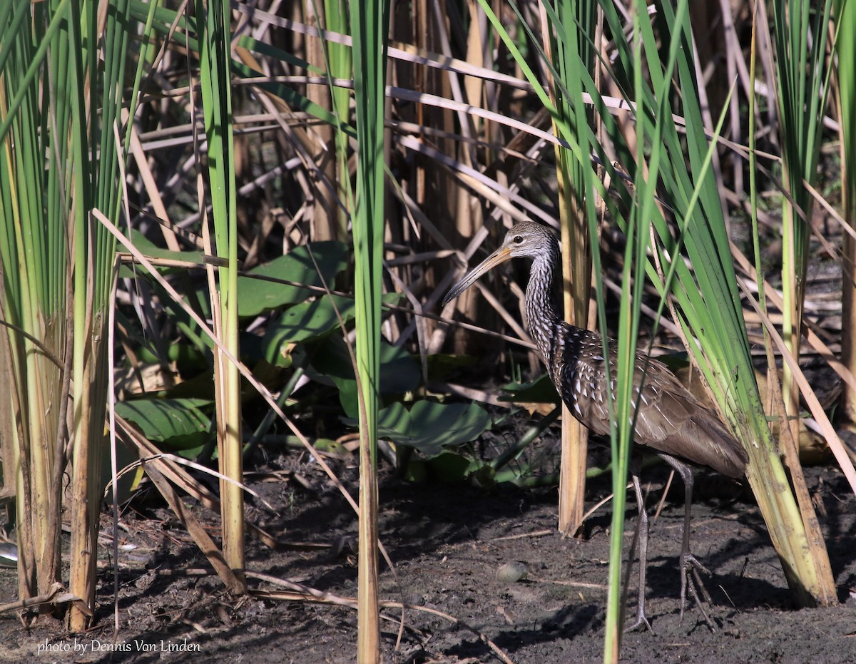 Limpkin - ML291494531