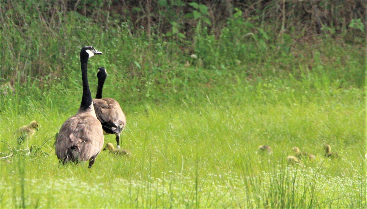 Canada Goose - ML291498871