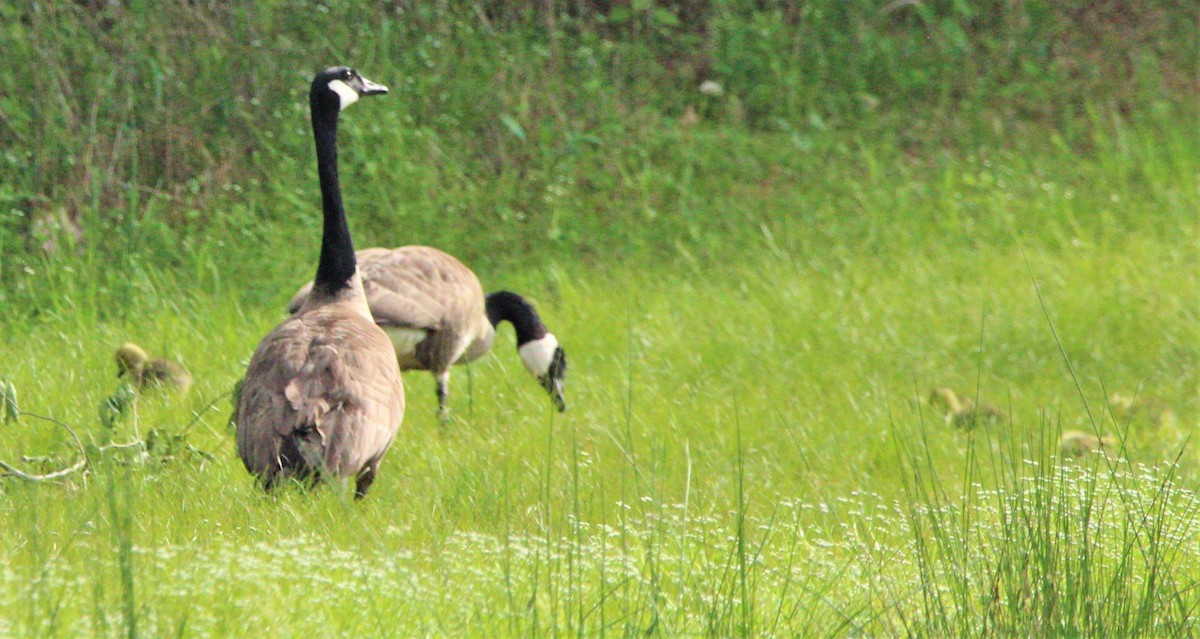 Canada Goose - ML291498891