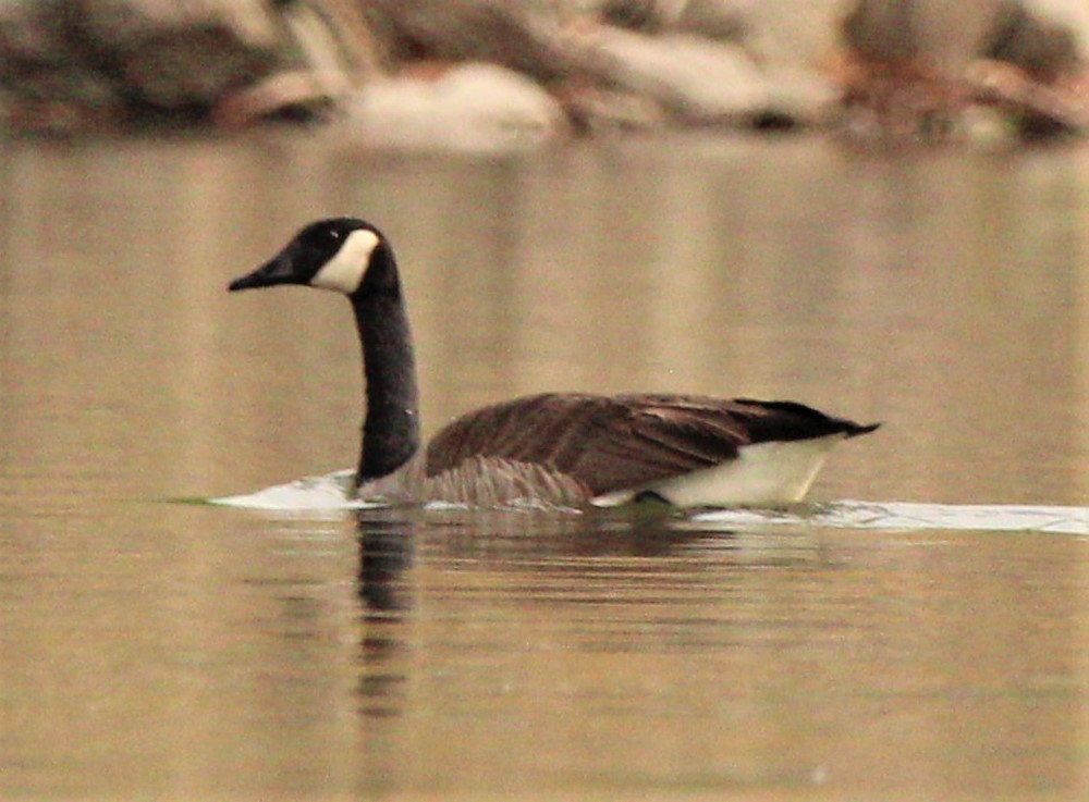 Canada Goose - Jeffrey McCrary