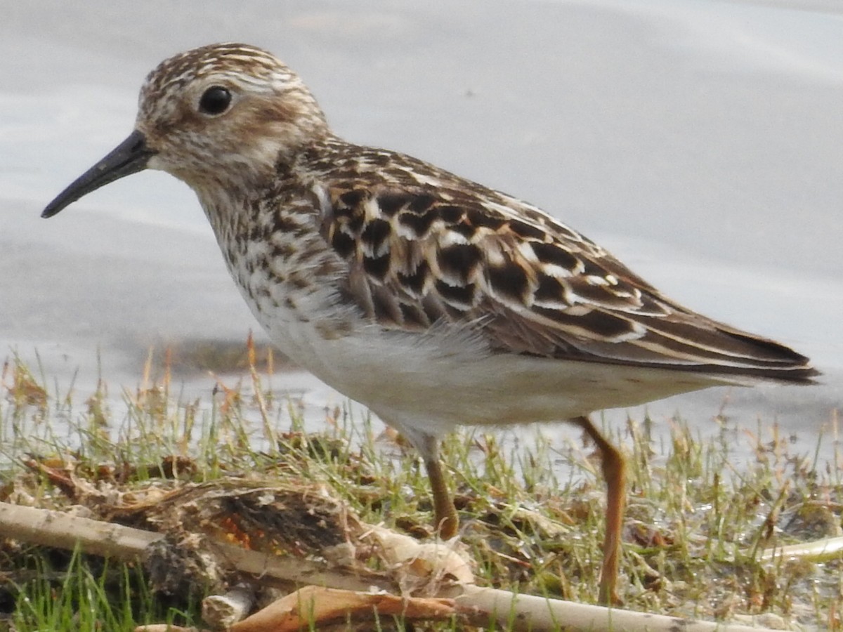 Least Sandpiper - Roy Lambert