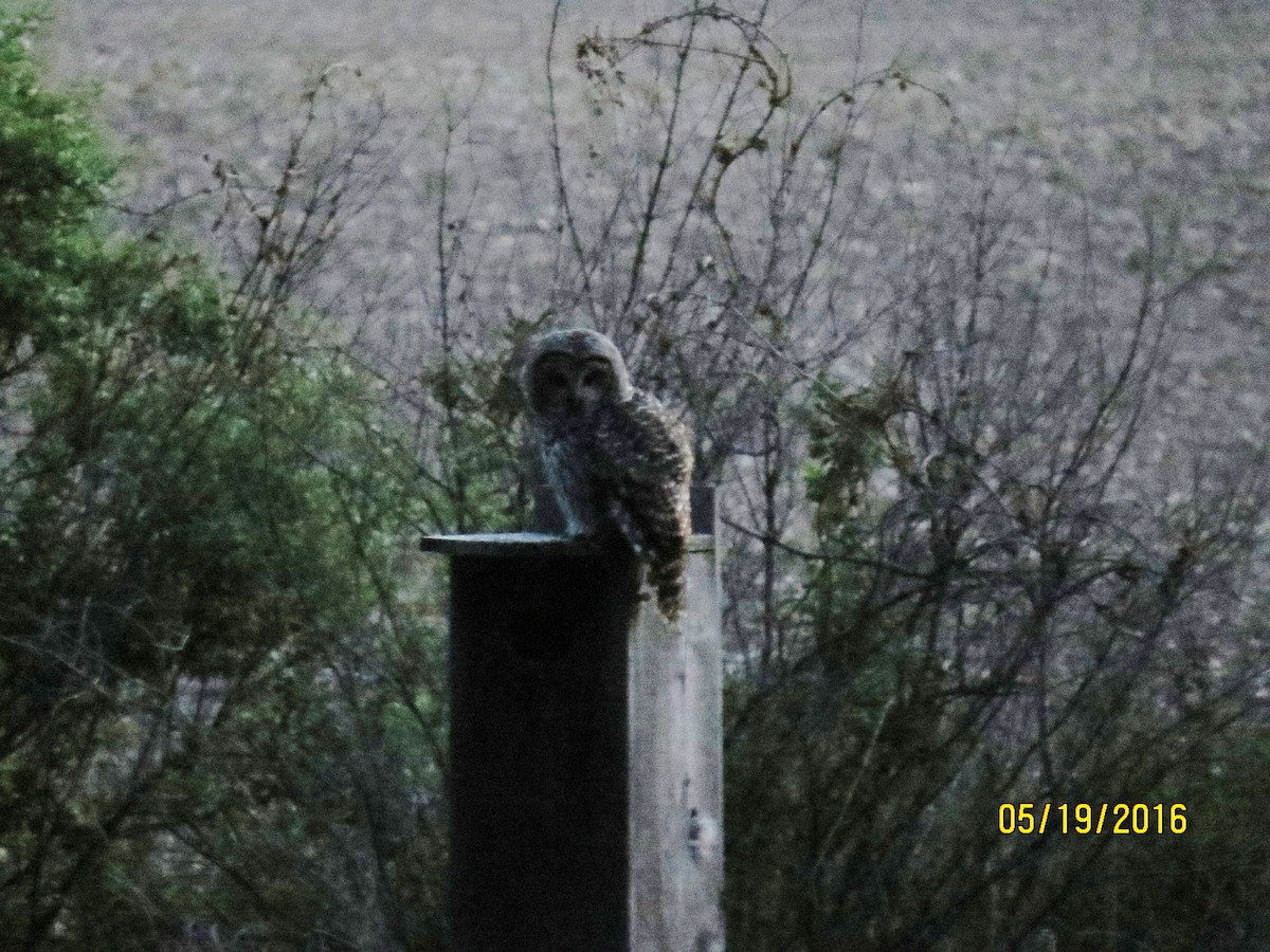 Barred Owl - pamela hoyland