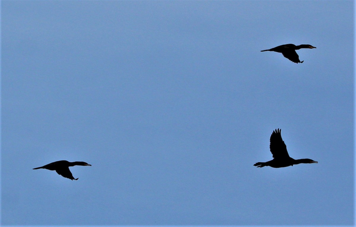 Double-crested Cormorant - Jeffrey McCrary