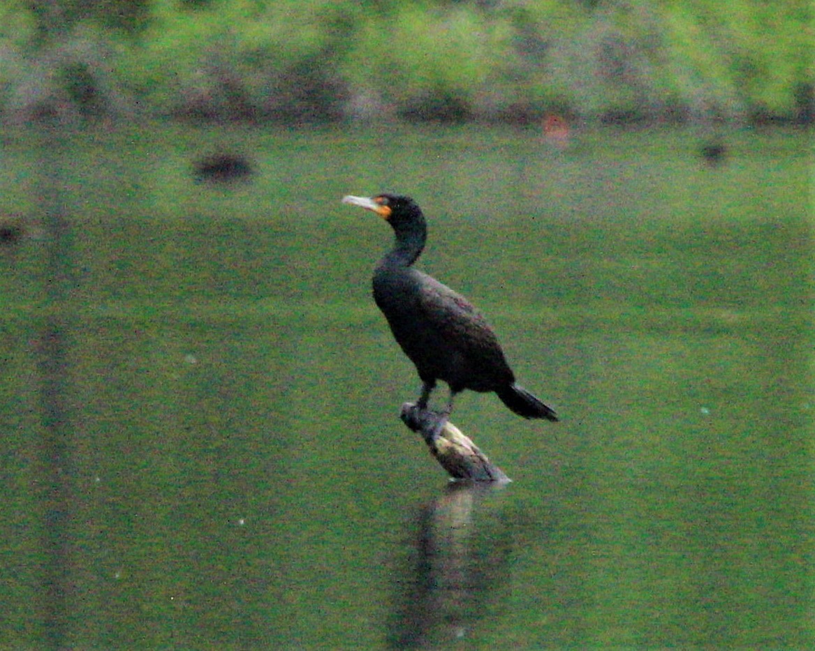 Cormoran à aigrettes - ML291499801