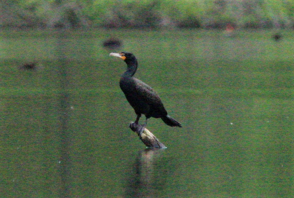 Cormoran à aigrettes - ML291499831