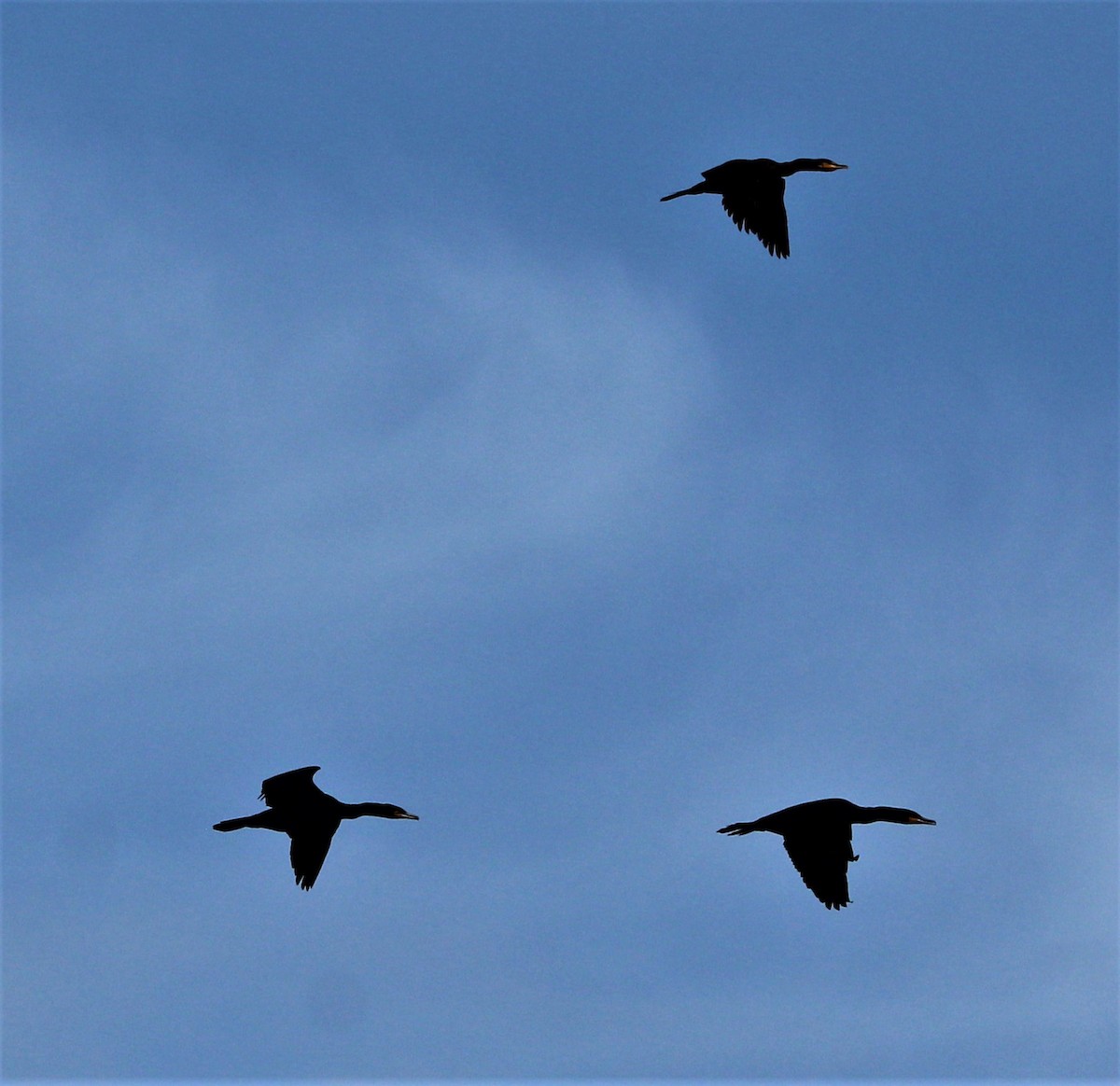 Double-crested Cormorant - ML291499851