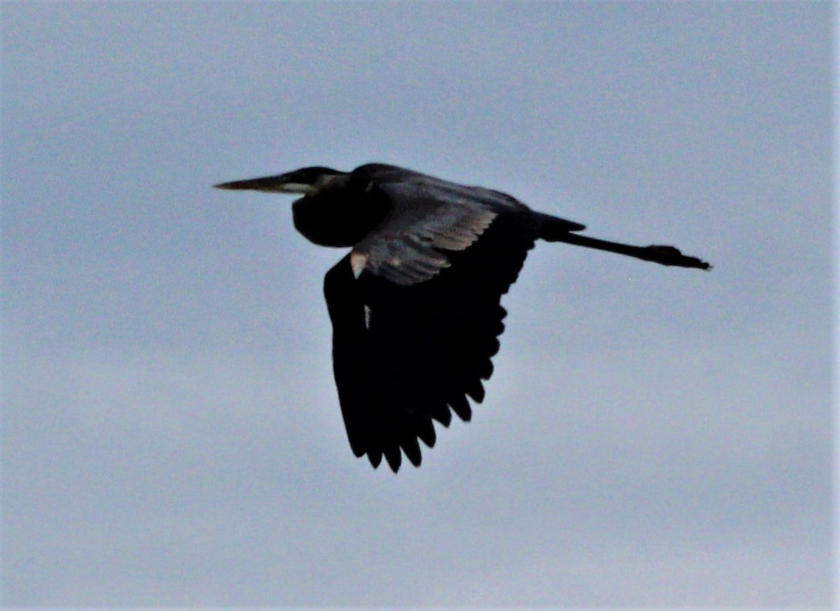 Great Blue Heron - ML291499881