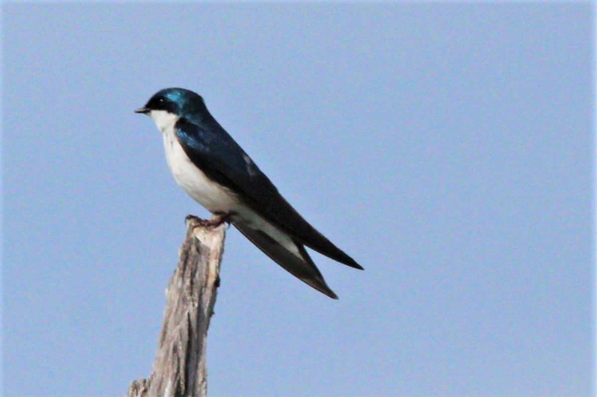 Tree Swallow - ML291500491