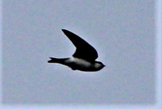 Tree Swallow - ML291500501