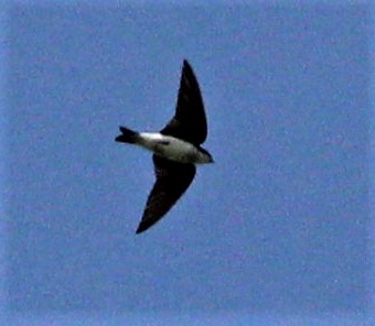 Tree Swallow - ML291500641