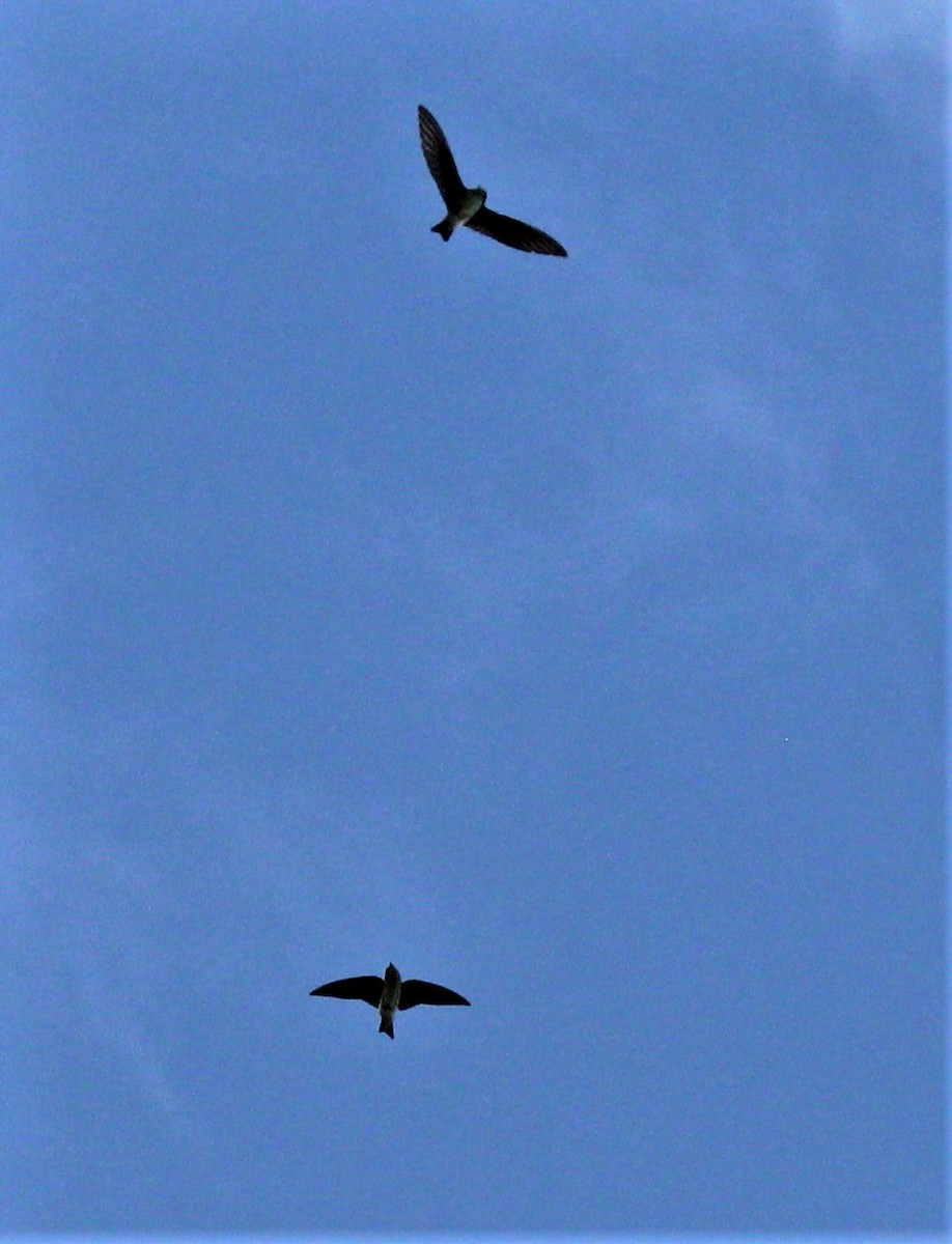 Tree Swallow - ML291500791