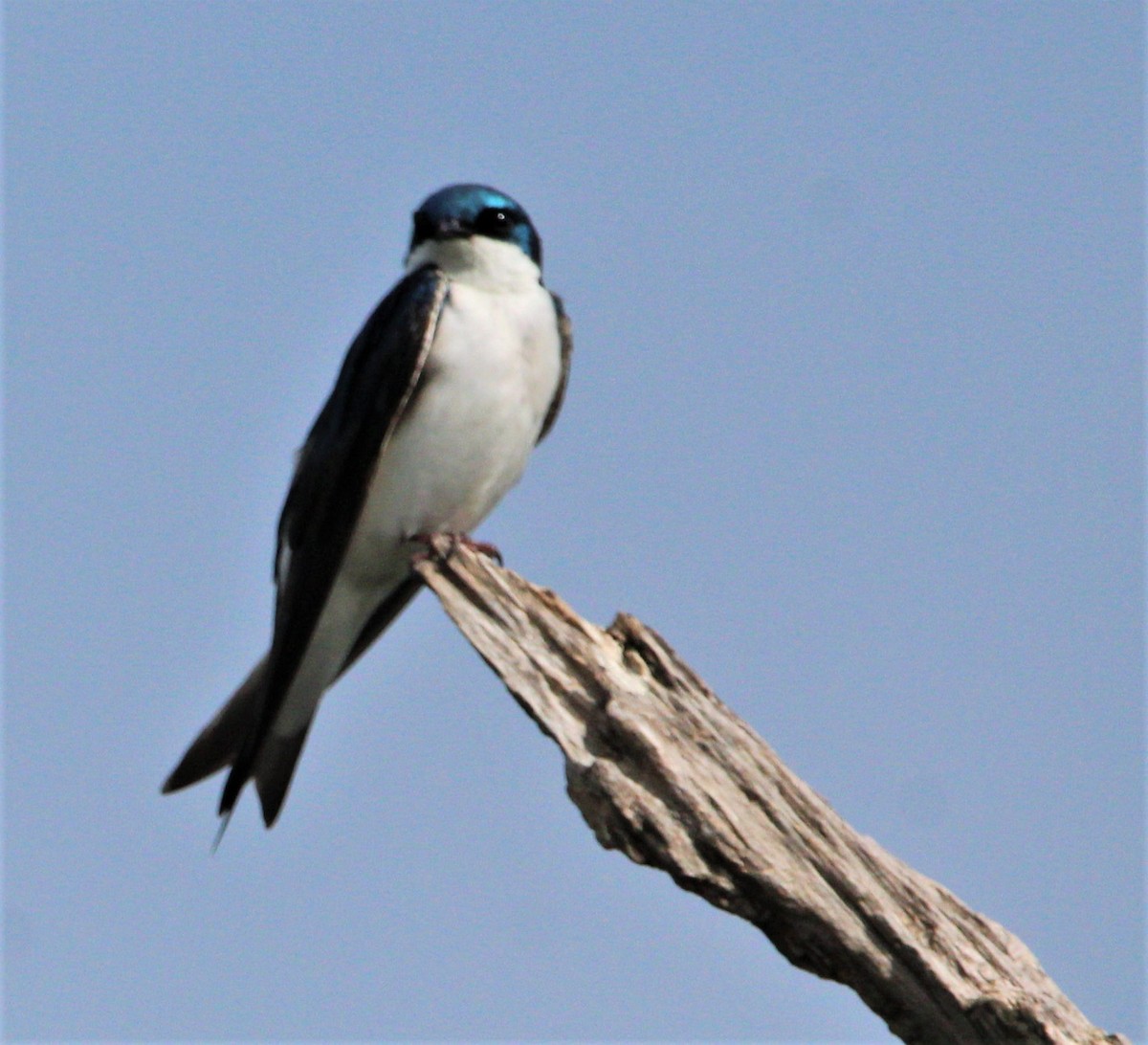 Tree Swallow - ML291500811