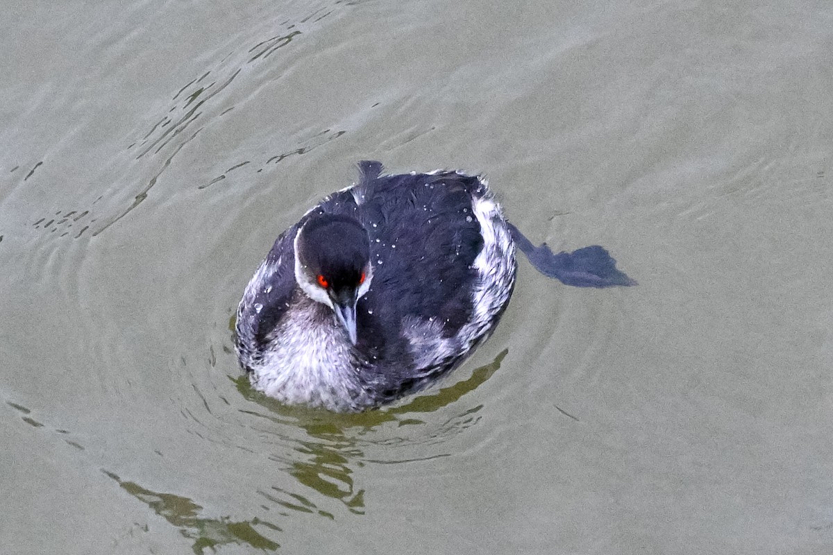 Eared Grebe - Andrea Martínez Ezquerro