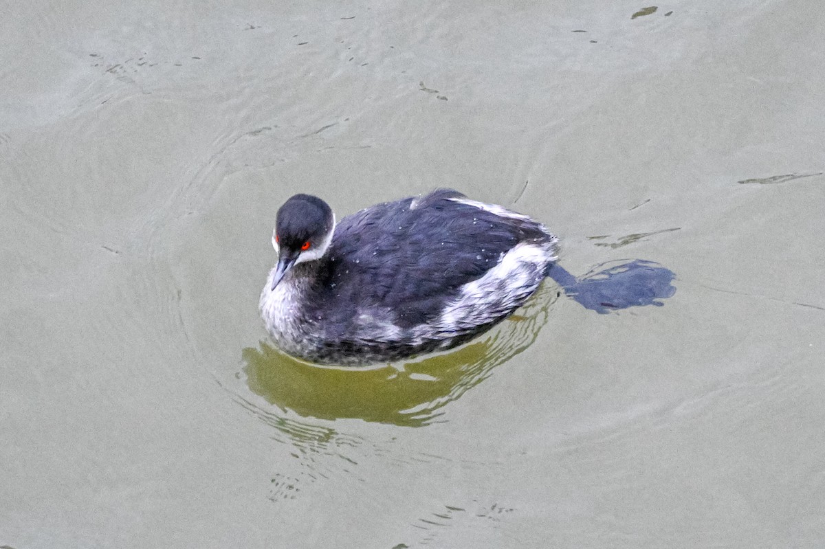 Eared Grebe - ML291504681