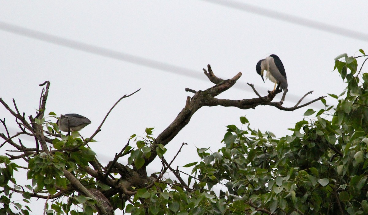 Black-crowned Night Heron - ML29150651