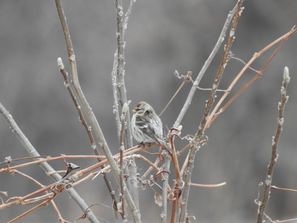 Common Redpoll - ML291506651