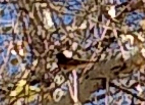 American Redstart - ML291507021