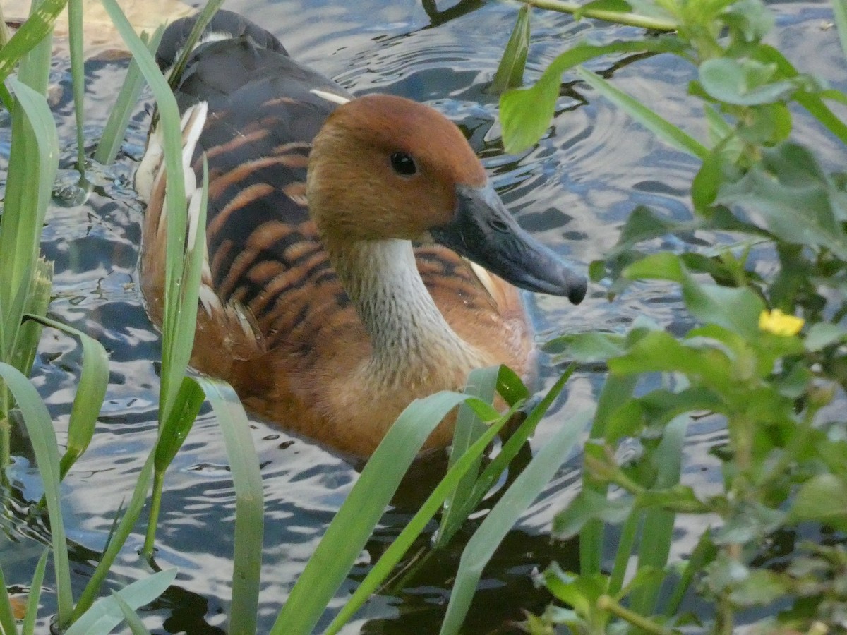 Fulvous Whistling-Duck - ML291507101