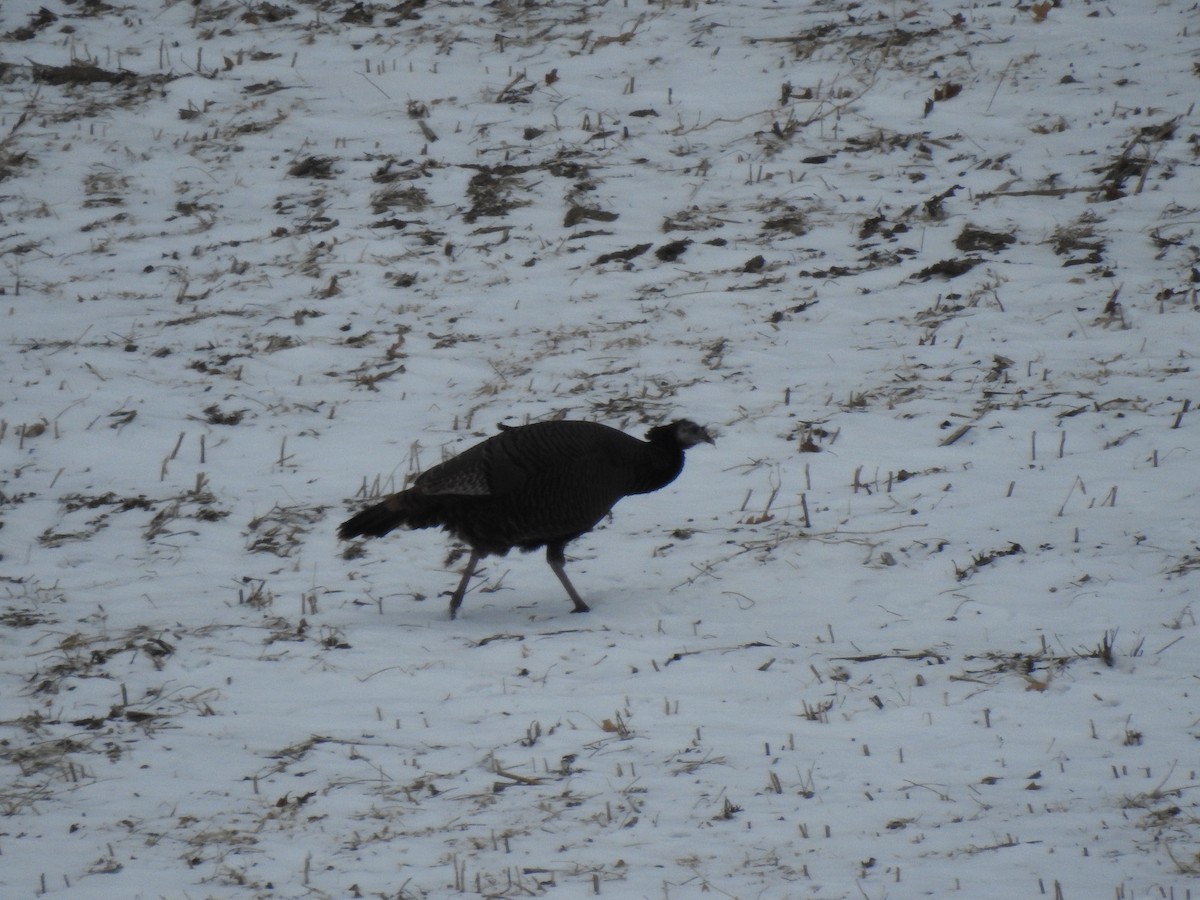 Wild Turkey - ML291507861