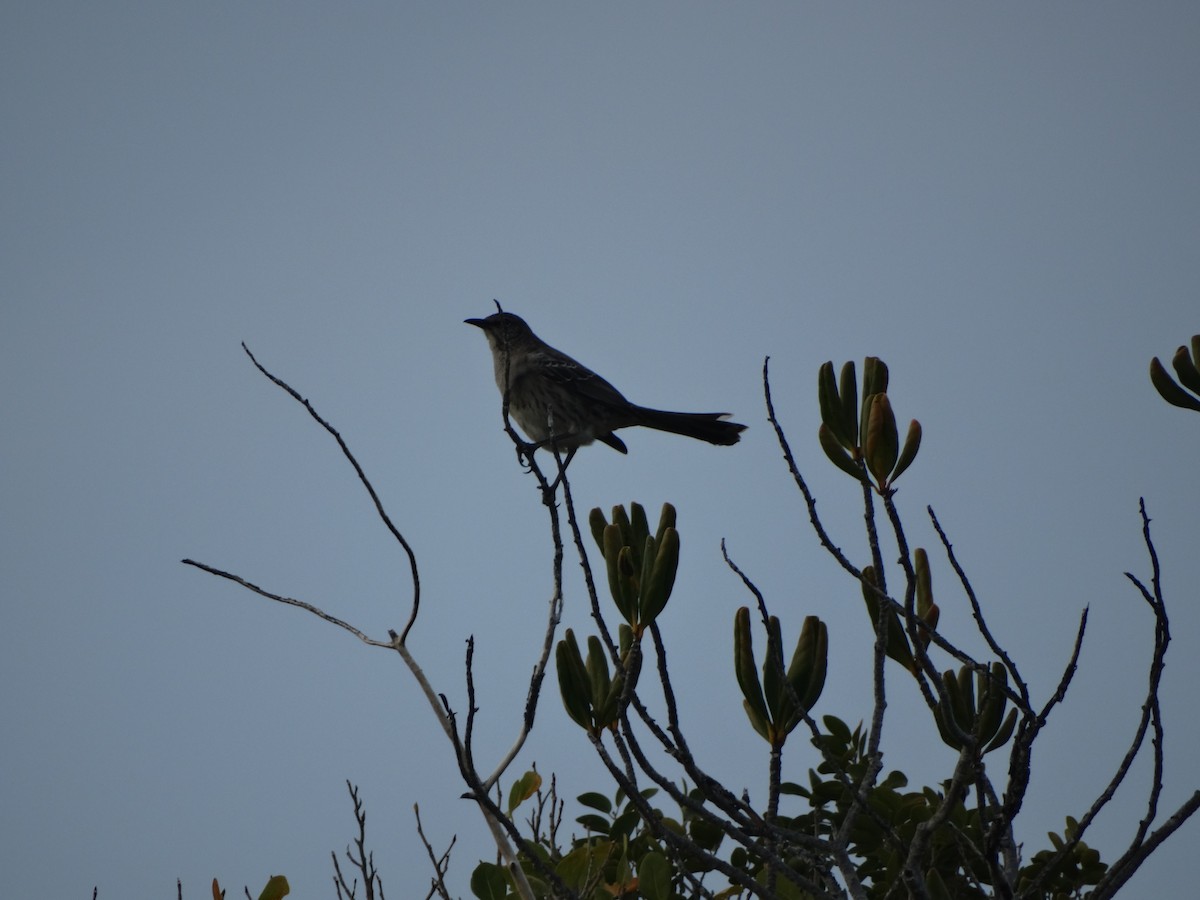 Bahama Mockingbird - ML291508461