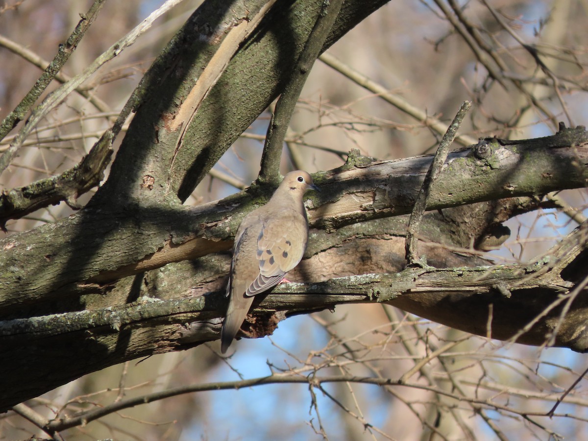 Mourning Dove - ML291508651